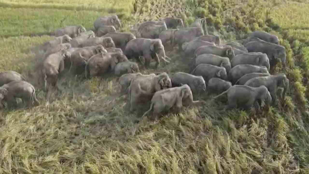 Elephant: ভরসন্ধ্যায় ৬৬টি হাতির দল রেললাইনে! একজন হন হন করে ছোটে, অন্যজনের দুলকি চাল, ভয়ঙ্কর কাণ্ড