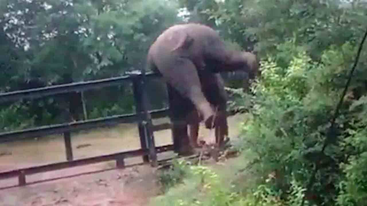 Viral Video: লোহার বেড়ার উপর চড়ে বসল হাতি! কিন্তু কেন? দেখুন মজার ভিডিয়ো