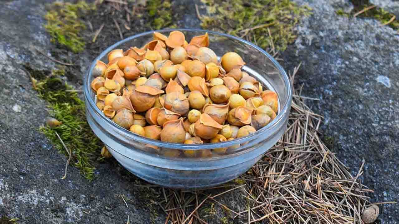 Himalayan Garlic: হিমালয়ের পাহাড়ে চাষ হয় এই রসুন! সাধারণ রসুনের চেয়ে এর স্বাস্থ্য উপকারিতা কতটা বেশি জানেন?
