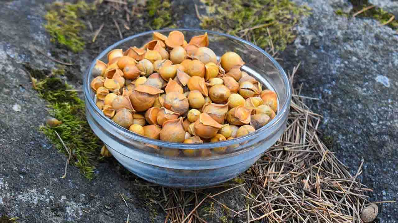 Himalayan Garlic: হিমালয়ের পাহাড়ে চাষ হয় এই রসুন! সাধারণ রসুনের চেয়ে এর স্বাস্থ্য উপকারিতা কতটা বেশি জানেন? Himalayan Garlic: হিমালয়ের পাহাড়ে চাষ হয় এই রসুন! সাধারণ রসুনের চেয়ে এর স্বাস্থ্য উপকারিতা কতটা বেশি জানেন?