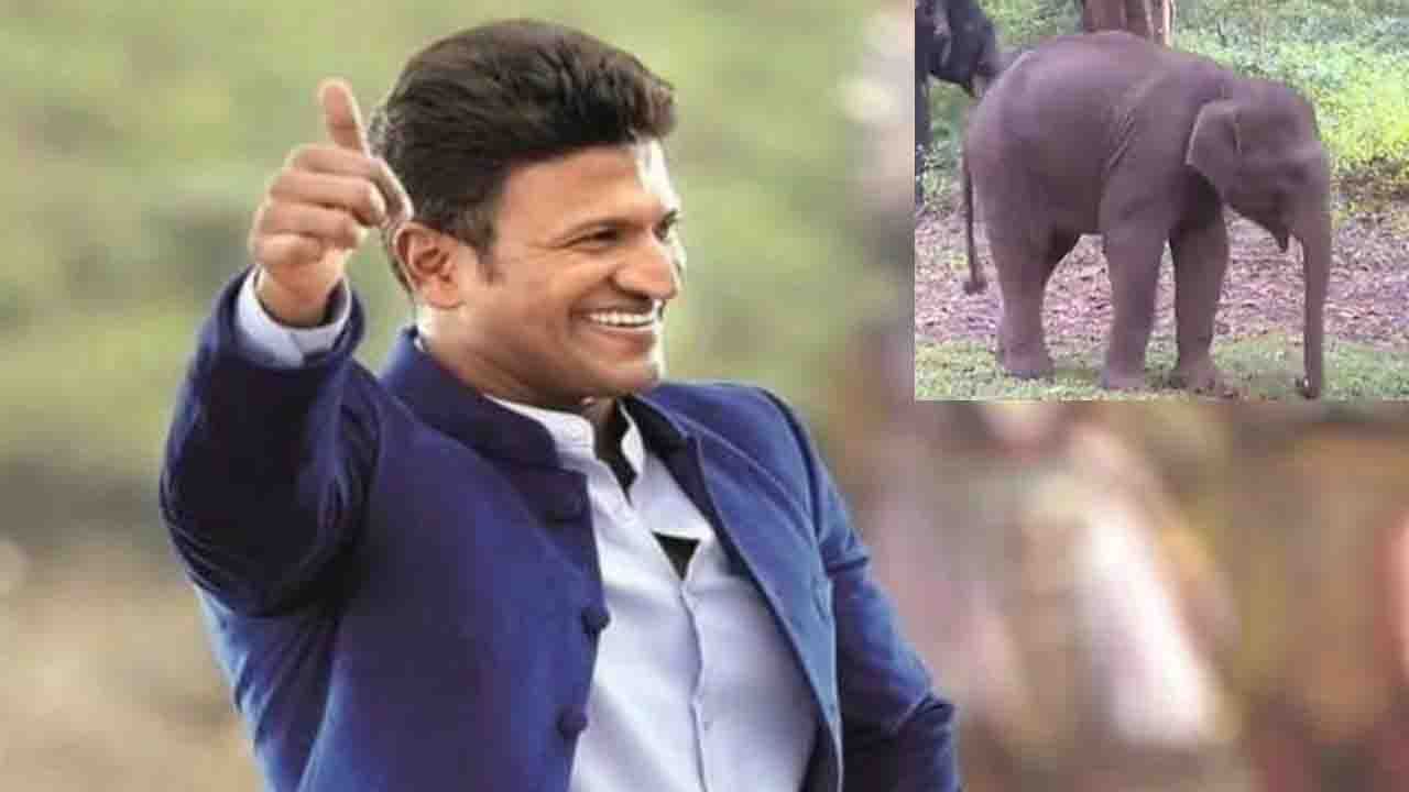 Puneeth Rajkumar: পুনীতের স্মরণে বাচ্চা হাতির নাম দেওয়া হল তাঁর নামেই