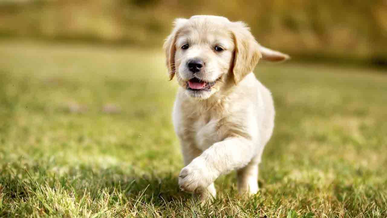 Viral Video: আরতি হল কুকুরছানার, থাবায় লাগানো হল টিকাও, কভি খুশি কভি গম- এর গানে পোষ্যকে বরণ