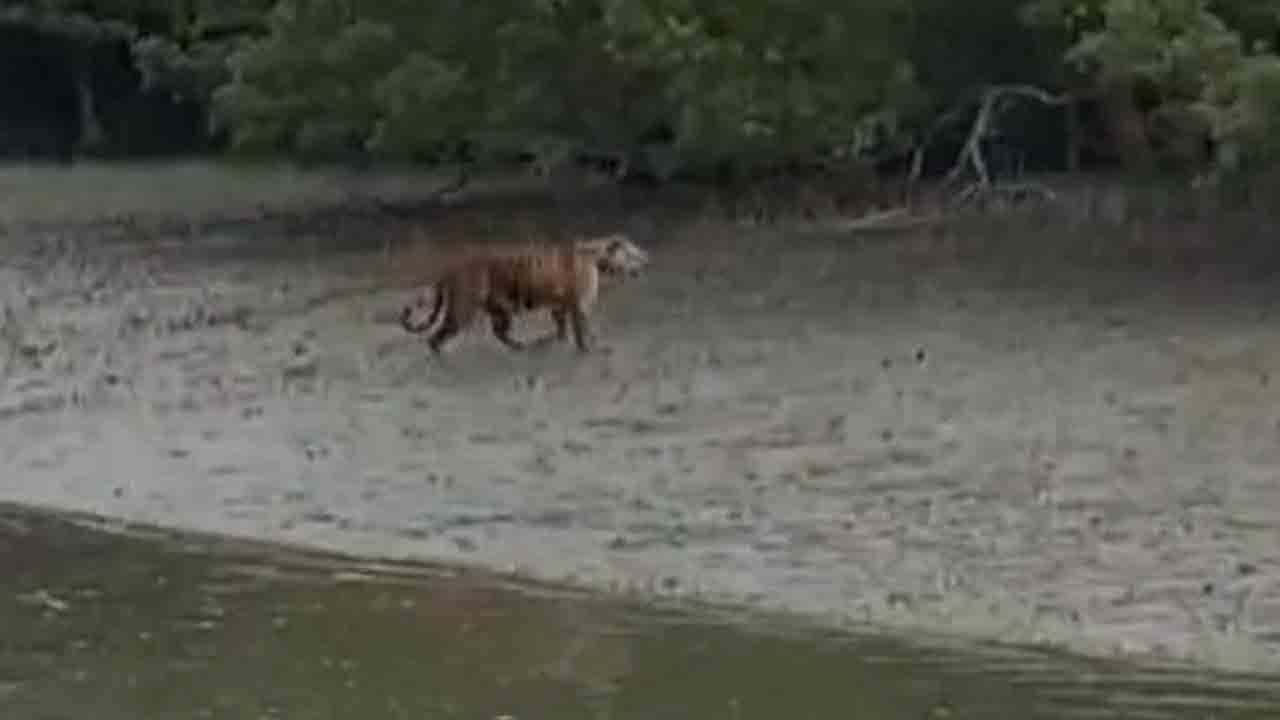 Sundarban: নদী সাঁতরে গ্রামে বাঘ ঢুকেছে, খবর রটতেই রাতভর হইহই কুলতলিতে