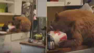 Viral Video: মাঝরাতে রান্নাঘরে ফ্রায়েড চিকেন খেতে ব্যস্ত ভাল্লুক! বাড়ির এমন অবস্থা দেখে চমকে উঠলেন গৃহকর্তা‌