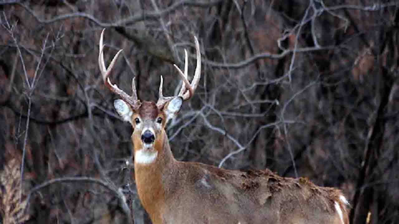 Corona Virus: করোনা ভাইরাসে সংক্রমিত আমেরিকার সাদা লেজের হরিণ