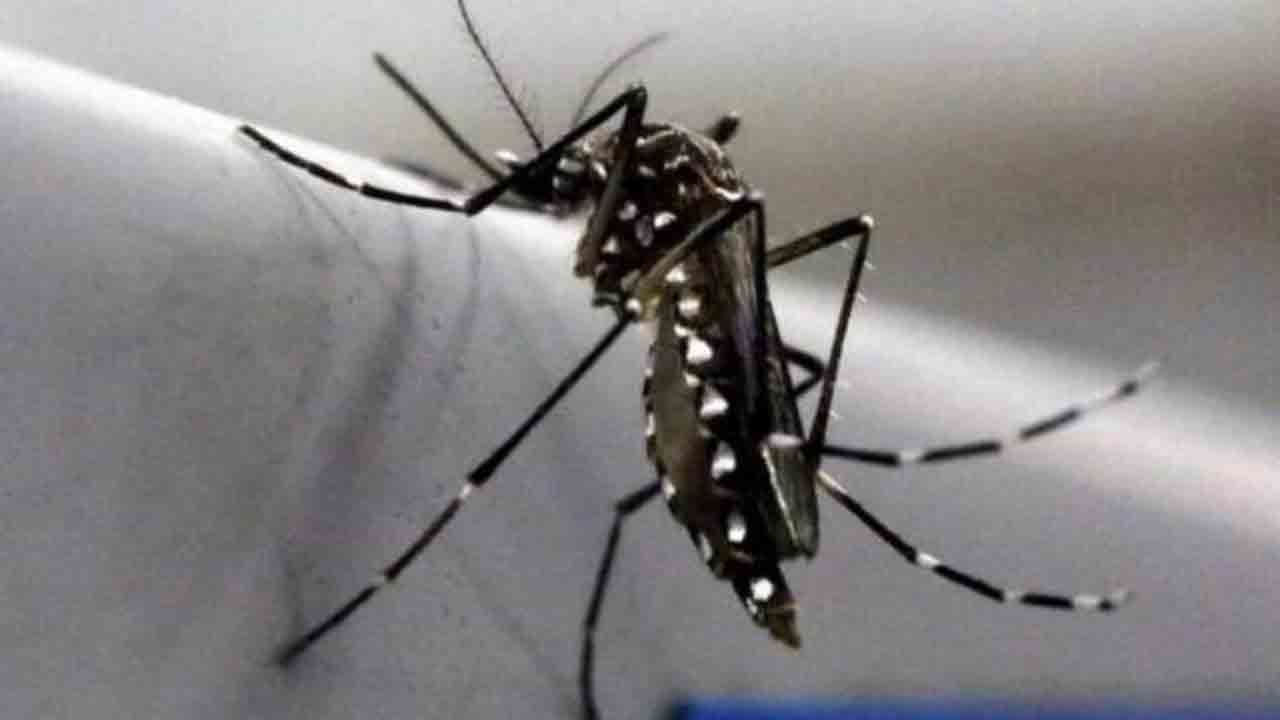 Zika Virus: করোনা থেকে শিক্ষা, জ়িকা মোকাবিলায় অগাম সতর্কতা অসমে