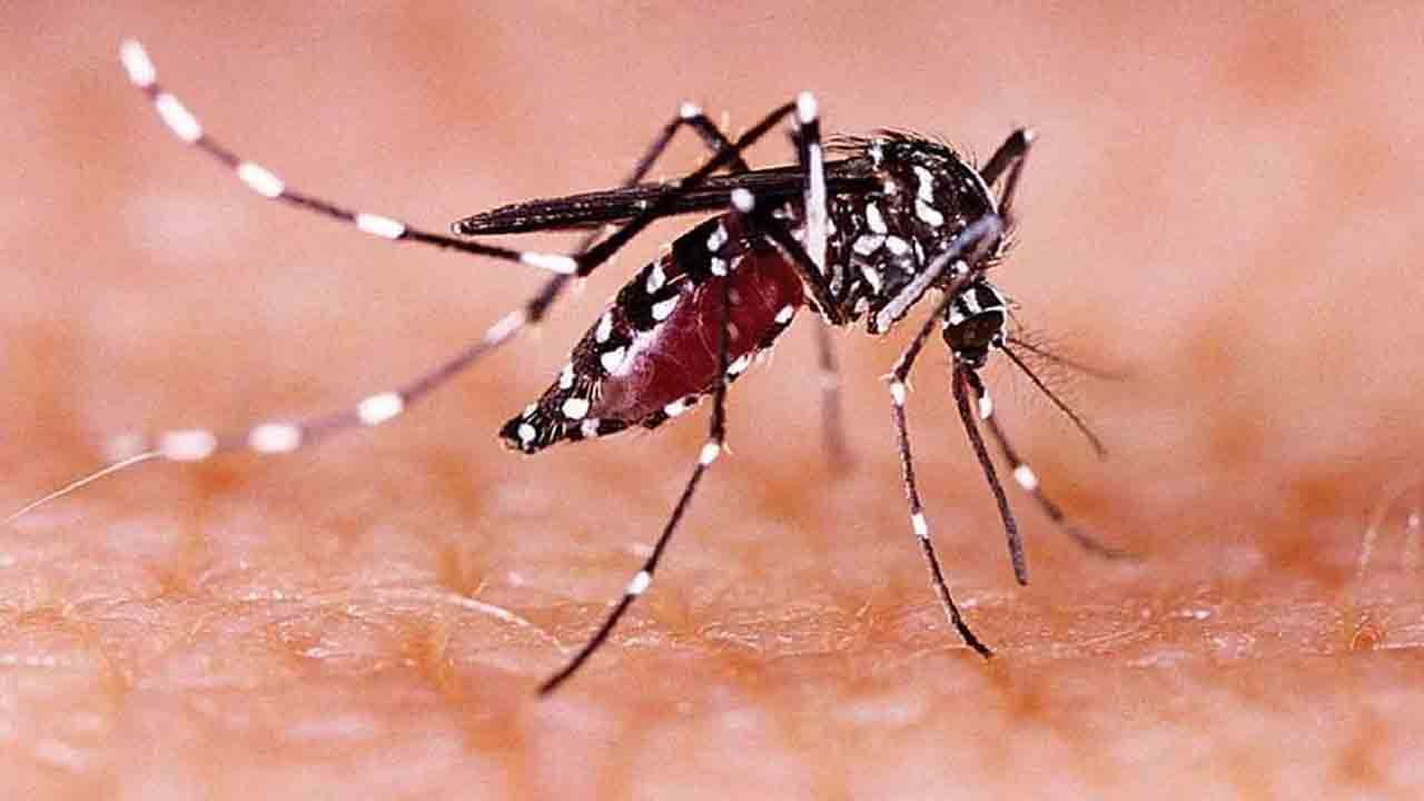 Zika Virus: এতদিন বিপদ ছিল কানপুরে, এবার রাজধানী লখনউয়েও জ়িকার দাপট