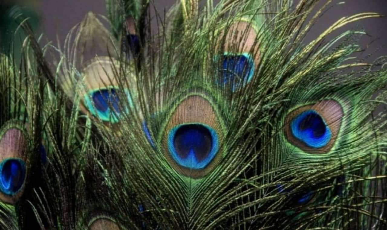 Vastu Tips 2022: নতুন বছরে এই জিনিসগুলি বাড়িতে নিয়ে এলেই ভাগ্য হবে উজ্জ্বল!