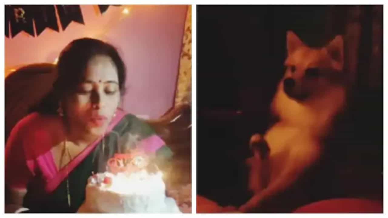 Viral Video: মালিকের জন্মদিনে হাততালি দেওয়ার চেষ্টা করল কুকুরটি, তারপর দেখুন কী ঘটল... Viral Video: মালিকের জন্মদিনে হাততালি দেওয়ার চেষ্টা করল কুকুরটি, তারপর দেখুন কী ঘটল...