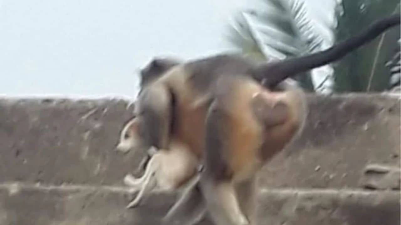Viral Post: বাঁদরের বদলা! ছানার মৃত্যুর প্রতিশোধ নিচ্ছে এই বাঁদর, পাওয়া গেল সারি সারি কুকুরের লাশ...