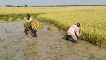 Farm Advisory: নিম্নচাপের জেরে চিন্তায় কৃষি দফতর, প্রভাবিত হতে পারে এমন জেলাগুলিকে সতর্কতা