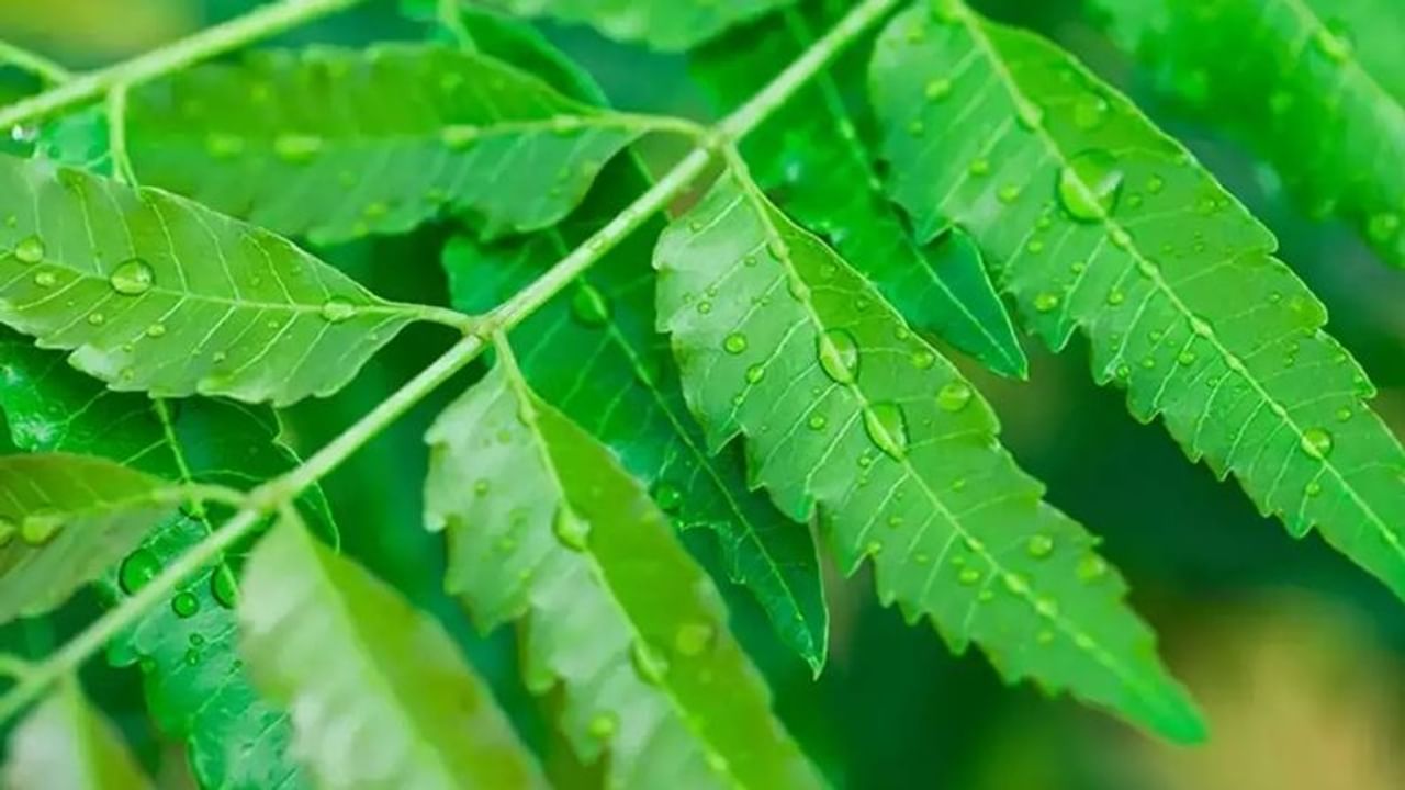 নিম পাতা: নিম পাতায় অ্যান্টি-ইনফ্ল্যামেটরি, অ্যান্টি-ব্যাকটেরিয়াল, অ্যান্টি-ভাইরাল, অ্যান্টি-ফাঙ্গাল বৈশিষ্ট্য বর্তমান। এটি শরীরের রোগ প্রতিরোধ ক্ষমতাকে শক্তিশালী করে তুলতে সহায়তা করে। তবে একটানা ১৫ দিনের বেশি নিমপাতা খাওয়া ঠিক নয়।