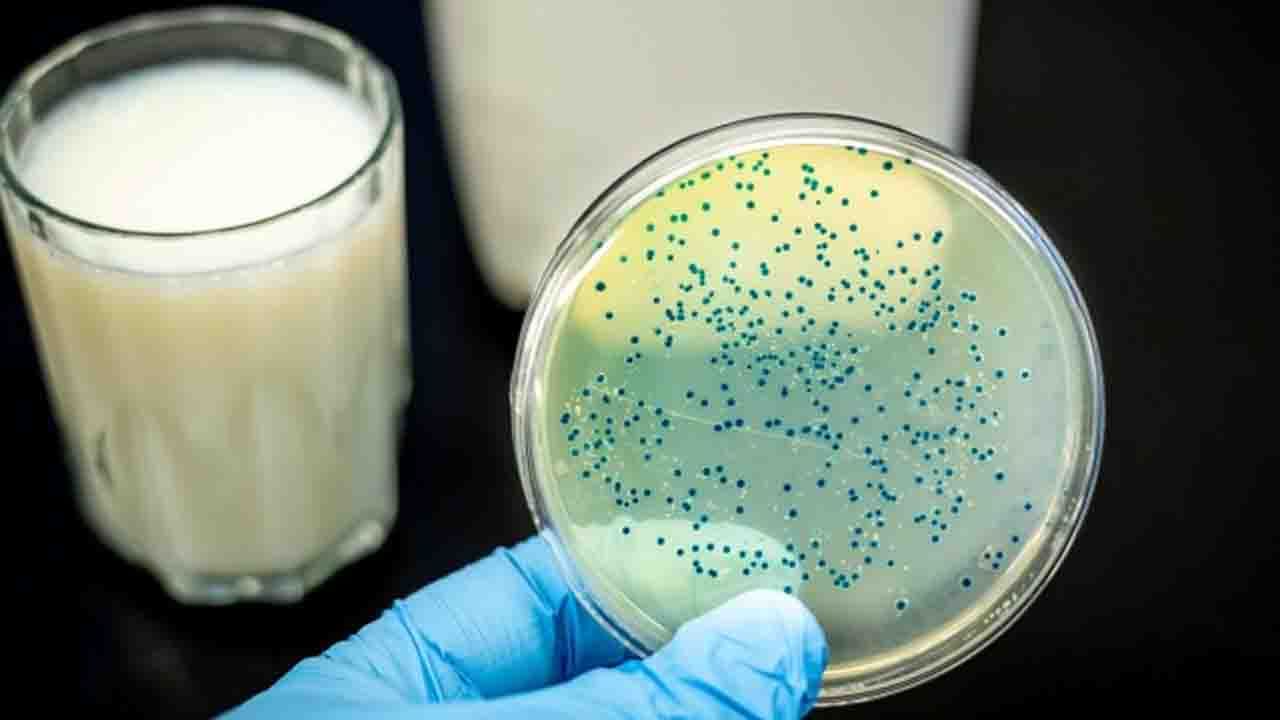 Brucellosis in West Bengal: রাজ্যে বাড়ছে বিরল রোগ ব্রুসেলোসিস, দেড় মাসে আক্রান্ত ৪৫ জন