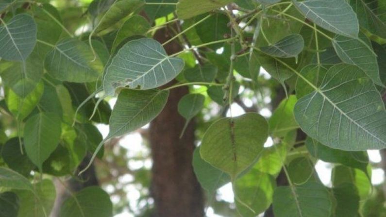 শ্বাসকষ্ট বা হাঁপানির সমস্যাও এই গাছের পাকা ফল এবং বাকল কার্যকরী ভূমিকা পালন করে। পাকা ফল এবং বাকল গুঁড়ো করে সমানুপাতে সেগুলি মিশিয়ে নিয়মিত ব্যবহারে এই সমস্যা কমে বলে দাবি।