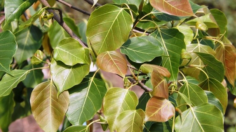 সর্দি-কাশির সমস্যা থেকে বমি বমি ভাব দূর করতে সাহায্য করে অশ্বত্থের পাকা ফল।