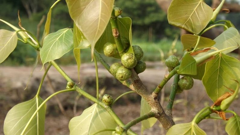 ডায়েরিয়ার সমস্যা সমাধানে অশ্বত্থের ভূমিকা রয়েছে। পেটের বিভিন্ন সমস্যায় বা পেটের ব্যথা উপশমে এটি সাহায্য করে।