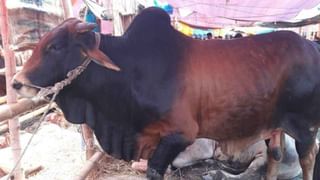 Chandrokona School: ‘বন্ধু চল…’, অনিয়মিত পড়ুয়াদের ফেরাতে এবার তাদের সহপাঠীদের নিয়েই অভিনব উদ্যোগ শিক্ষকদের