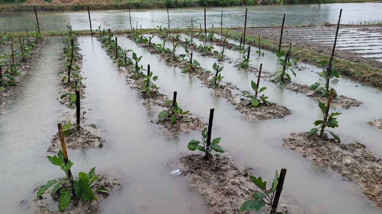 Crops Ruined In Rains: নতুন করে জল ঢুকতে শুরু করেছে গ্রামে, ফসল তুলেও রেহাই নেই চাষিদের