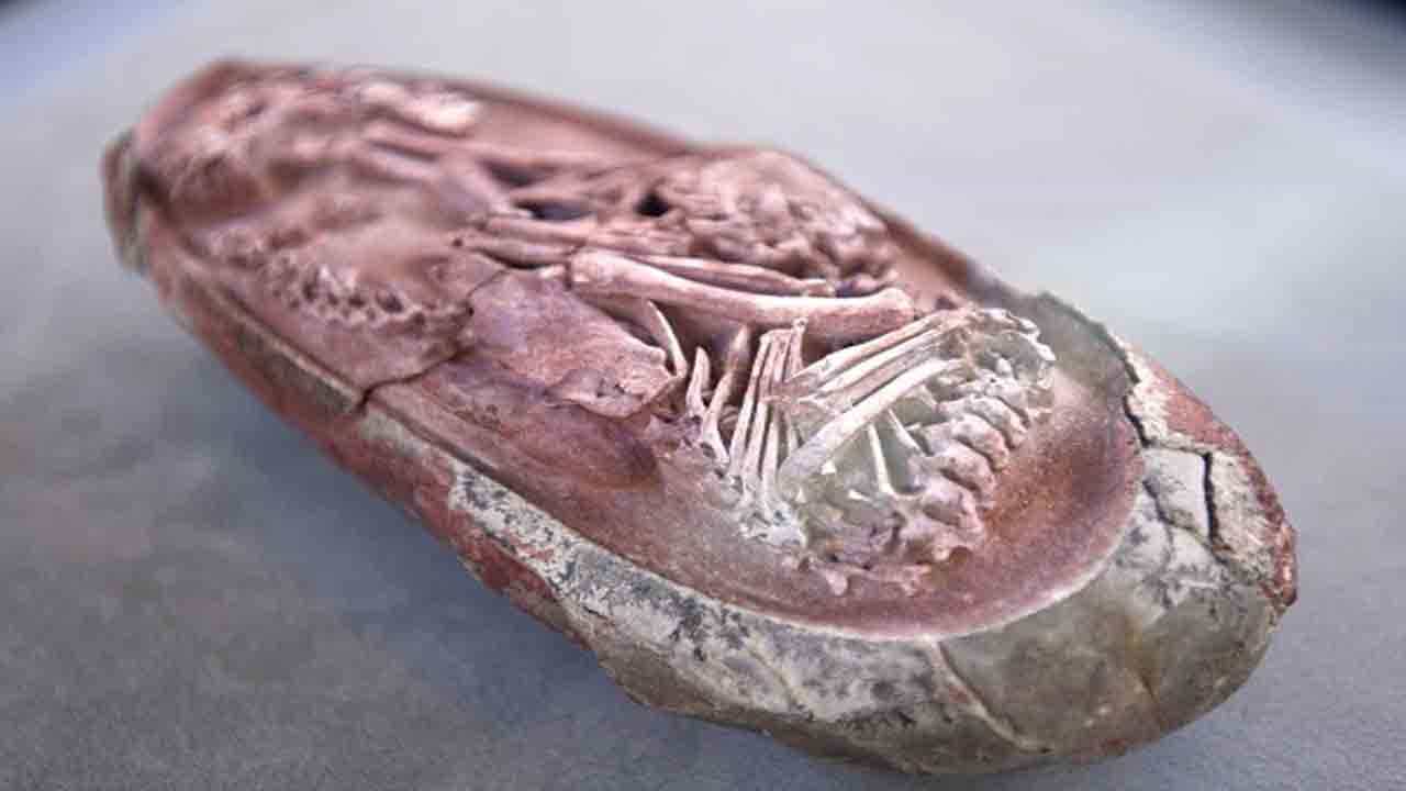 Dinosaur Embryo: বিরল আবিষ্কার! জীবাশ্ম ডিমের ভিতর পাওয়া গিয়েছে ডায়নোসরের ভ্রূণ, অবাক জীবাশ্মবিদরাও Dinosaur Embryo: বিরল আবিষ্কার! জীবাশ্ম ডিমের ভিতর পাওয়া গিয়েছে ডায়নোসরের ভ্রূণ, অবাক জীবাশ্মবিদরাও