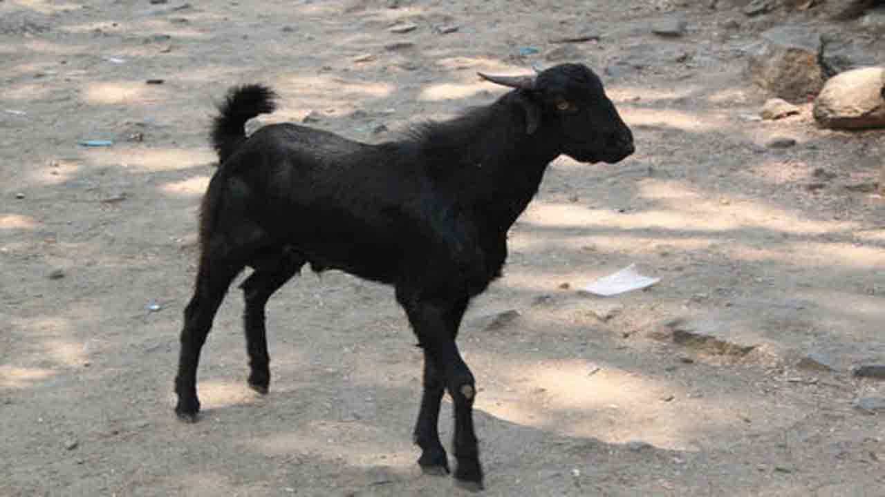 Viral Video: ছাগলের মুখে সরকারি অফিসের কাগজপত্র! উদ্ধারে পিছনে ছুটছেন কর্মী, ভিডিয়ো ভাইরাল