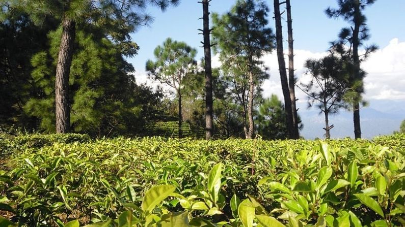 Kausani, Uttarakhand