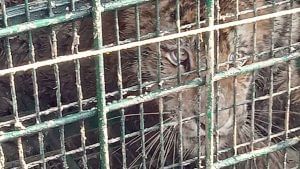 Kultali Tiger Rescue: রাতভর ঠাঁই নদী বোটেই, কলসের জঙ্গলে ছাড়া হবে ৮ বছরের সেই বাঘকে