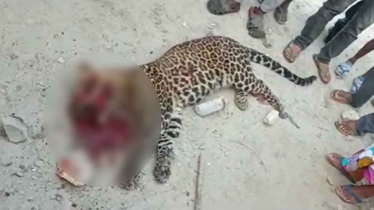 Leopard Body Recover: মুখের সামনের অংশ থেঁতলে গিয়েছে, চাপ চাপ রক্ত চর্তুদিকে! ফের ডুয়ার্সে চিতাবাঘের দেহ উদ্ধার
