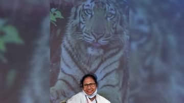 CM Mamata Banerjee On Tiger Rescue Team: খুবই মারাত্মক কাজ! সুন্দরবনের বাঘ ফিরেছে ডেরায়, উদ্ধারকারী দলকে পুরস্কার দেবেন মুখ্যমন্ত্রী