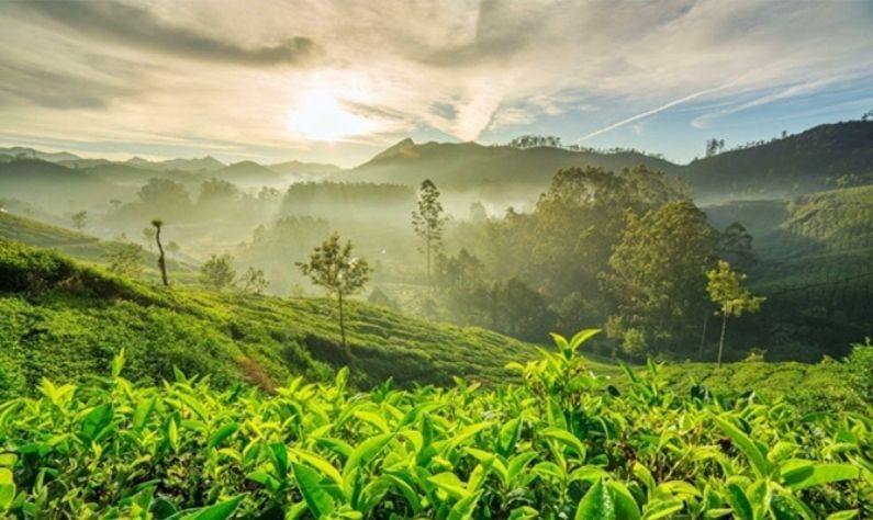 মুন্নার- দক্ষিণ ভারতে শীতকালীন ছুটি কাটানোর জন্য এই জায়গাটি হল বেস্ট। প্রাকৃতিক সৌন্দর্যের মধ্যে কেরালার মুন্নার হল স্বর্গরাজ্য। এখানে এলে মন, শরীর ও আত্মা- সতেজ ও তৃপ্তি লাভ করবে।