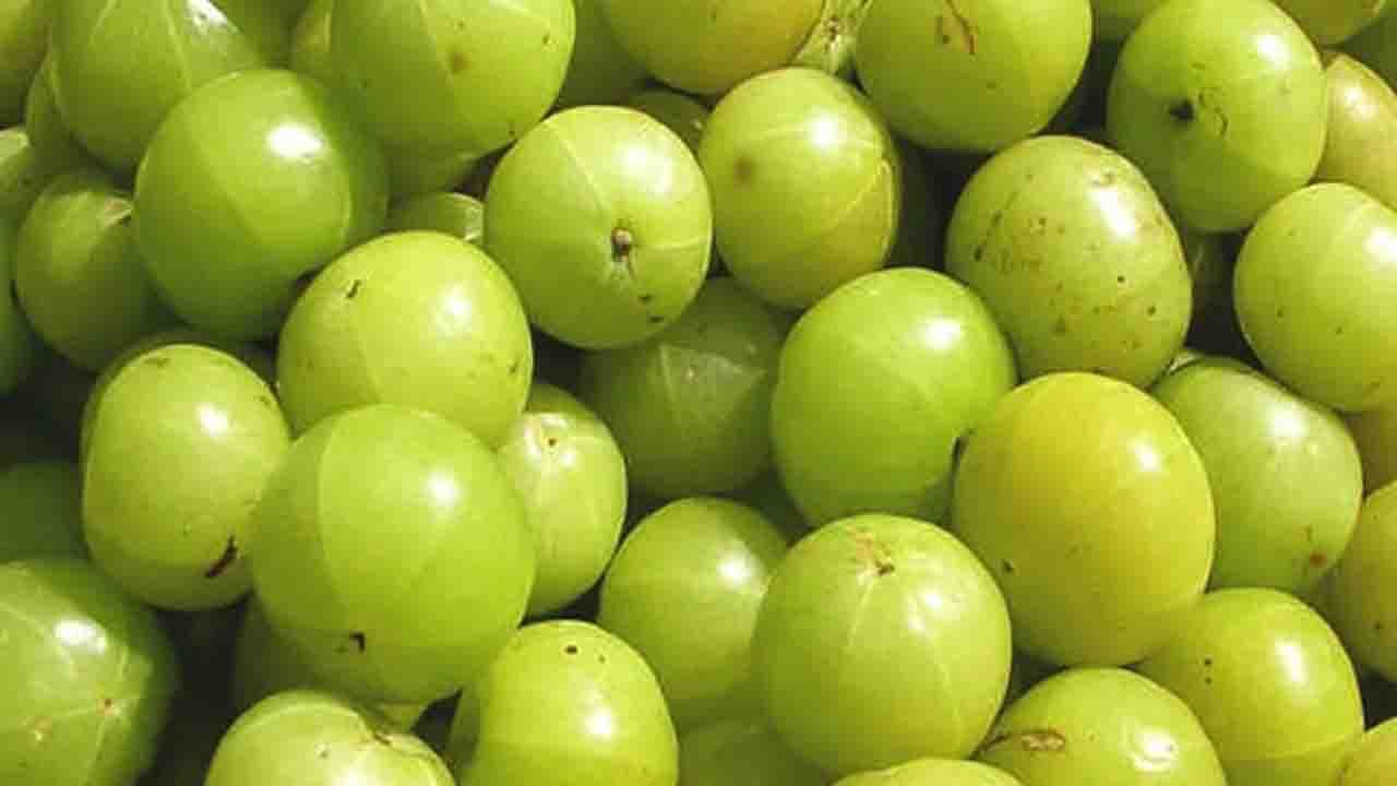 Indian Gooseberry: আমলকীর গুণ অনেক! কিন্তু কোন ব্যক্তিদের জন্য এই গুণই শারীরিক সমস্যা তৈরি করতে পারে জানেন?