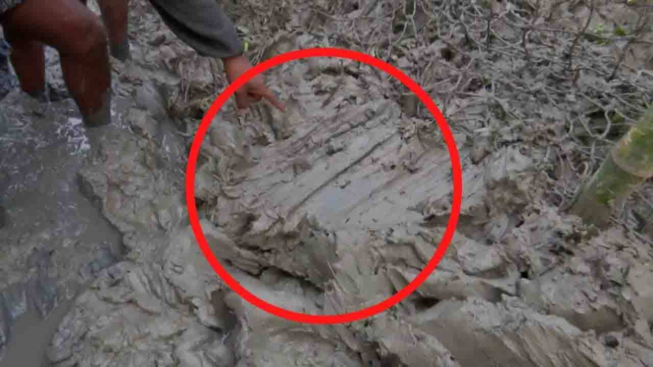 Royal Bengal Tiger: সকাল সকাল মিলল নখের আঁচড়ের দাগ, পাঁকাল বাঘকে ধরতে ছোট করা হচ্ছে খাঁচার পরিধি