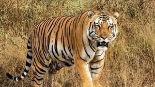 Tiger Attacked in Sundarban: লড়াই করেও শেষ রক্ষা হল না, বাঘের হামলায় মৃত শঙ্করের চক্ষুদান পরিবারের