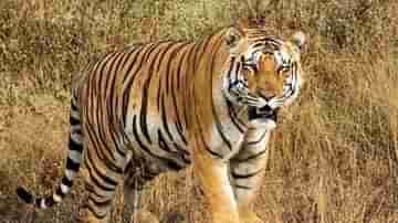 Tiger Attack in Sundarban: ৩ দিনে ৩ জন মৎস্যজীবীর প্রাণ গেল অকালে, সুন্দরবনে ক্রমেই ভয়াল হচ্ছে ডোরাকাটার আক্রমণ!