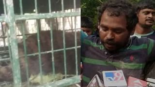 Kultali Royal Bengal Tiger: মাঝনদীতে ভেঙেছে ঘুম, ঘণ্টাখানেকের জলসফরেই বনী ক্যাম্পে পৌঁঁছবে কুলতলির ডোরাকাটা!