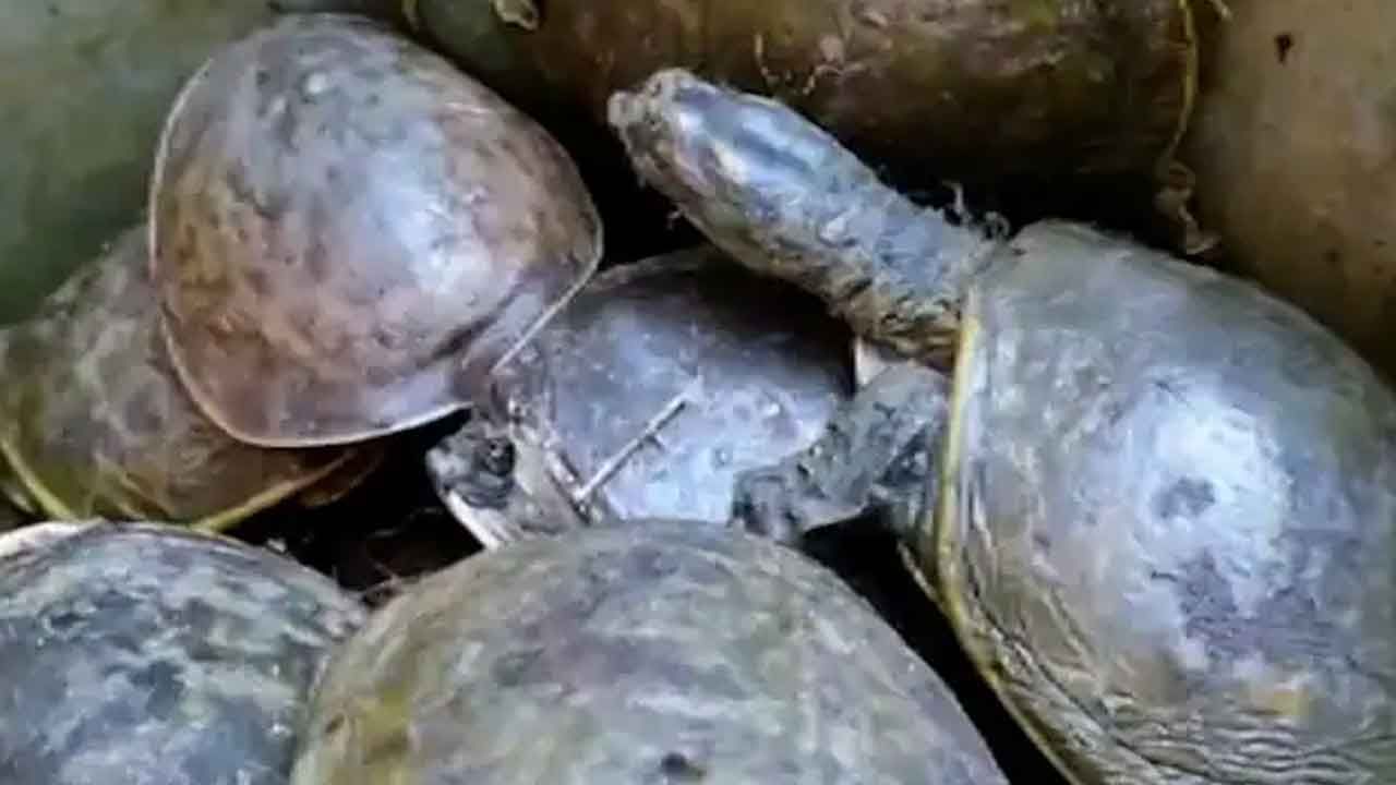 Tortoise Smuggling:  উত্তরপ্রদেশ থেকে পাচার হওয়া বিরল প্রজাতির কচ্ছপ উদ্ধার নৈহাটিতে, আটক ৬