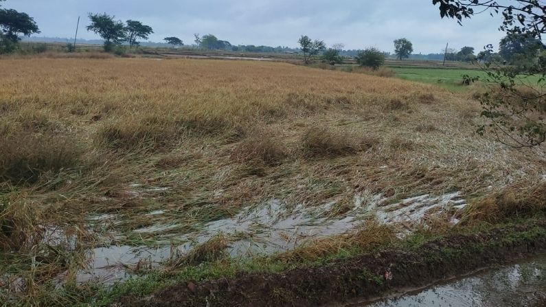 হুগলিতে জমি থেকে ধান ওঠার পর আলু বসানো হয় অনেক জমিতে। আবার যে জমিতে ধান চাষ হয়না এমন ডাঙা জমিতে আলু চাষ হয়। কয়েকদিন আগে যারা আলু বসিয়েছেন তাদের বীজ পচে যাওয়ার আশঙ্কা রয়েছে।