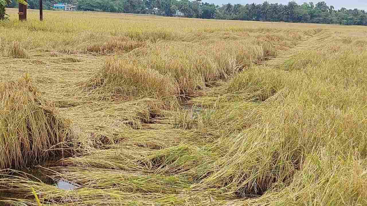 Purba Medinipur Farmers: বিঘার পর বিঘা জমিতে জমেছে জল, নষ্ট সব শস্য! মাথায় হাত কৃষকদের