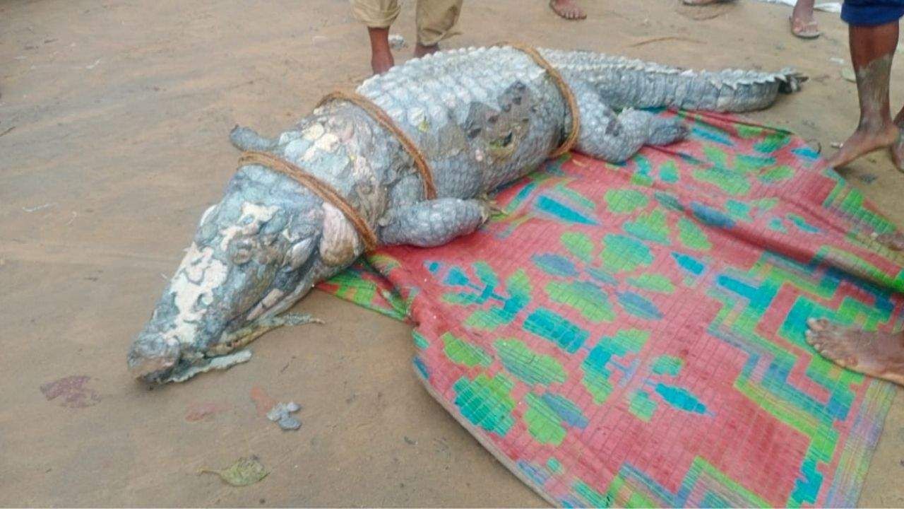Crocodiles: শ্রীরামপুর গঙ্গারঘাটে কুমির?