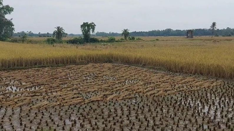 জেলা কৃষি দফতরের তথ্য অনুযায়ী,  ২৯ হাজার ৪৬০ হেক্টর  আমন ধান এখনো মাঠের মধ্যেই পড়ে যা বৃষ্টির প্রভাবে সম্পূর্ণরূপে ক্ষতিগ্রস্ত। 