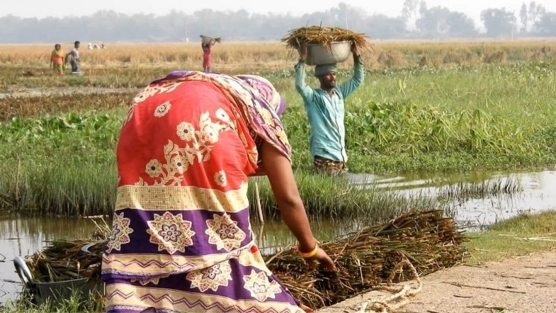 একদিকে চাষীদের একদিকে ব্যাংক ঋণের বোঝা বাড়ছে ।অন্য দিকে মহাজনী ঋণ শোধ করতে না পারায় আবার নতুন করে মাঠে চাষ করার সব পথ বন্ধ। ইতিমধ্যে মহকুমায় কৃষক আত্মহত্যার ঘটনাও ঘটেছে। 