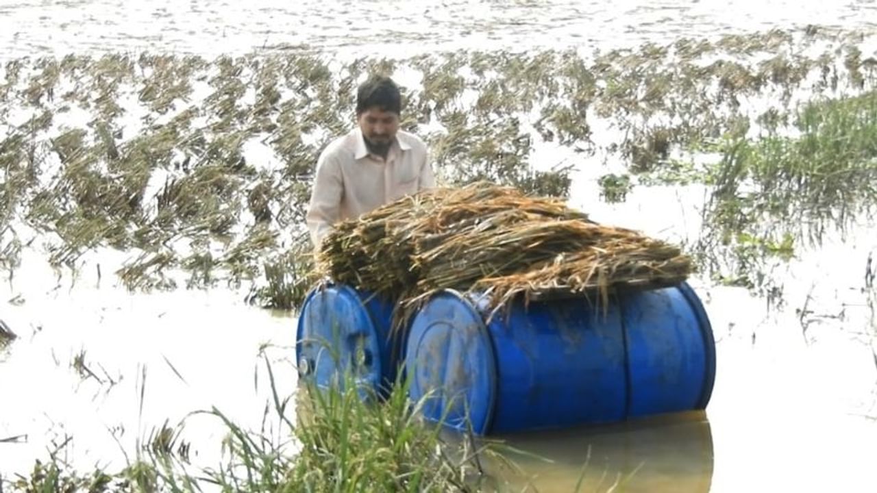 দূর্যোগ কাটলেও চরম বিপাকে কৃষকেরা। জলে ডুবে পচে দূর্গন্ধ ছড়াচ্ছে পাকা ধান,পচছে আলু। হয়নি কৃষি ঋণ মুকুব, নতুন করে ঋণ না পেলে চাষ কী করবে ভেবে পথ পাচ্ছে না।  