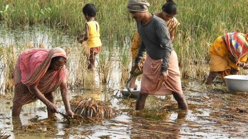 সব থেকে ক্ষতির মুখে  চন্দ্রকোনা  ১ ব্লক চাষীরা,  চন্দ্রকোনা ২ ব্লকেও হয়েছে ক্ষতি। দিশেহারা কৃষক কোথাও কোথাও সমবায় সমিতির ম্যানেজারকে ঋণ মুক্তির দাবিতে ঘেরাও করেছে। দ্বারস্থ হচ্ছে জনপ্রতিনিধিদের কাছে। সুরহা মিলছে না ।এমত অবস্থায় চাষীদের করুণ আর্তি সরকার তাদের ঋণ মুকুব করুক। পুনরায় চাষীদের ঋণ দিক।যাতে তারা পুনরায় চাষ করতে পারে ।  