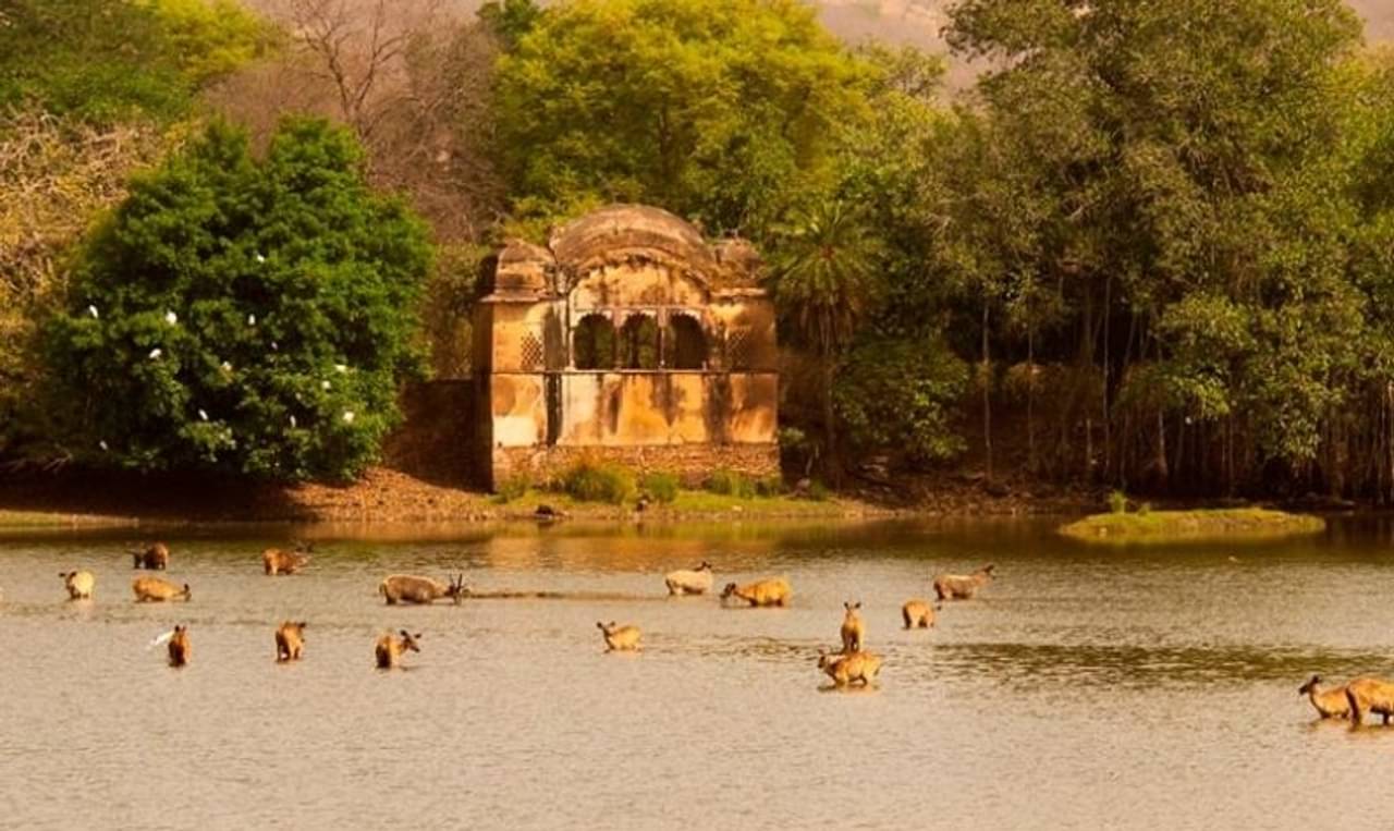 Ranthambore National Park: পাহাড়-সমুদ্র নয়, এবার শীতে ঘুরে আসুন জনপ্রিয় ও রোমাঞ্চকর রণথম্বোর ন্যাশানাল পার্কে! কিন্ত কেন?