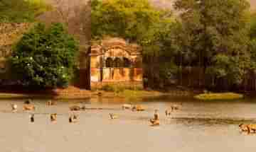 Ranthambore National Park: পাহাড়-সমুদ্র নয়, এবার শীতে ঘুরে আসুন জনপ্রিয় ও রোমাঞ্চকর রণথম্বোর ন্যাশানাল পার্কে! কিন্ত কেন?