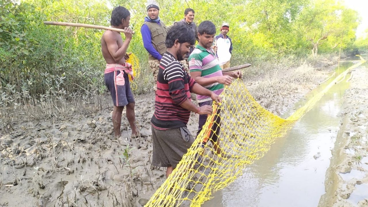 Kultali Tiger attack: একটানা ৫দিন কাটলেও বাগে আসেনি বাঘ! ঘুমপাড়ানি গুলি নিয়ে টহল বনকর্মীদের