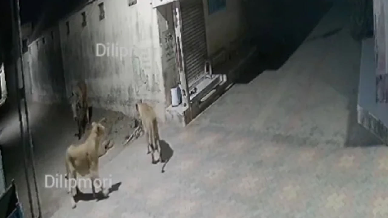 Viral Video: সুকৌশলে দুই সিংহীকে গ্রামছাড়া করল একটা ষাঁড়! গুজরাতের এই ভিডিয়ো এখনও নেটপাড়ায় ভাইরাল