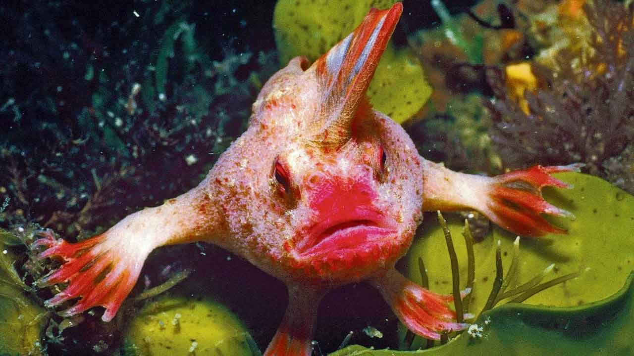 Viral Video: এই মাছ আবার হাঁটতে পারে! ২২ বছর পর দেখা মিলল অস্ট্রেলিয়ায়