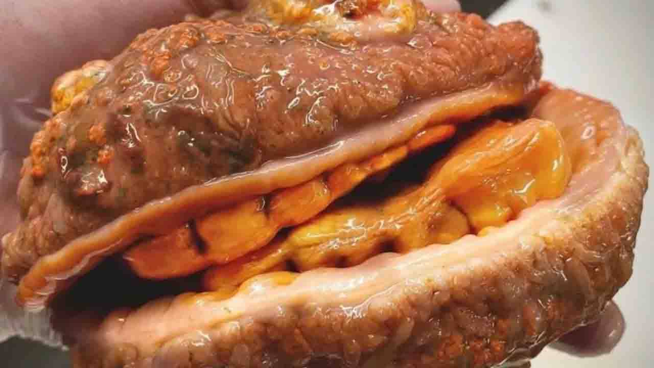 Viral: চিজ়বার্গারের যেন দাঁত বেরিয়েছে! অদ্ভুত মাছের ছবি নিয়ে নেটপাড়ায় তীব্র হইচই