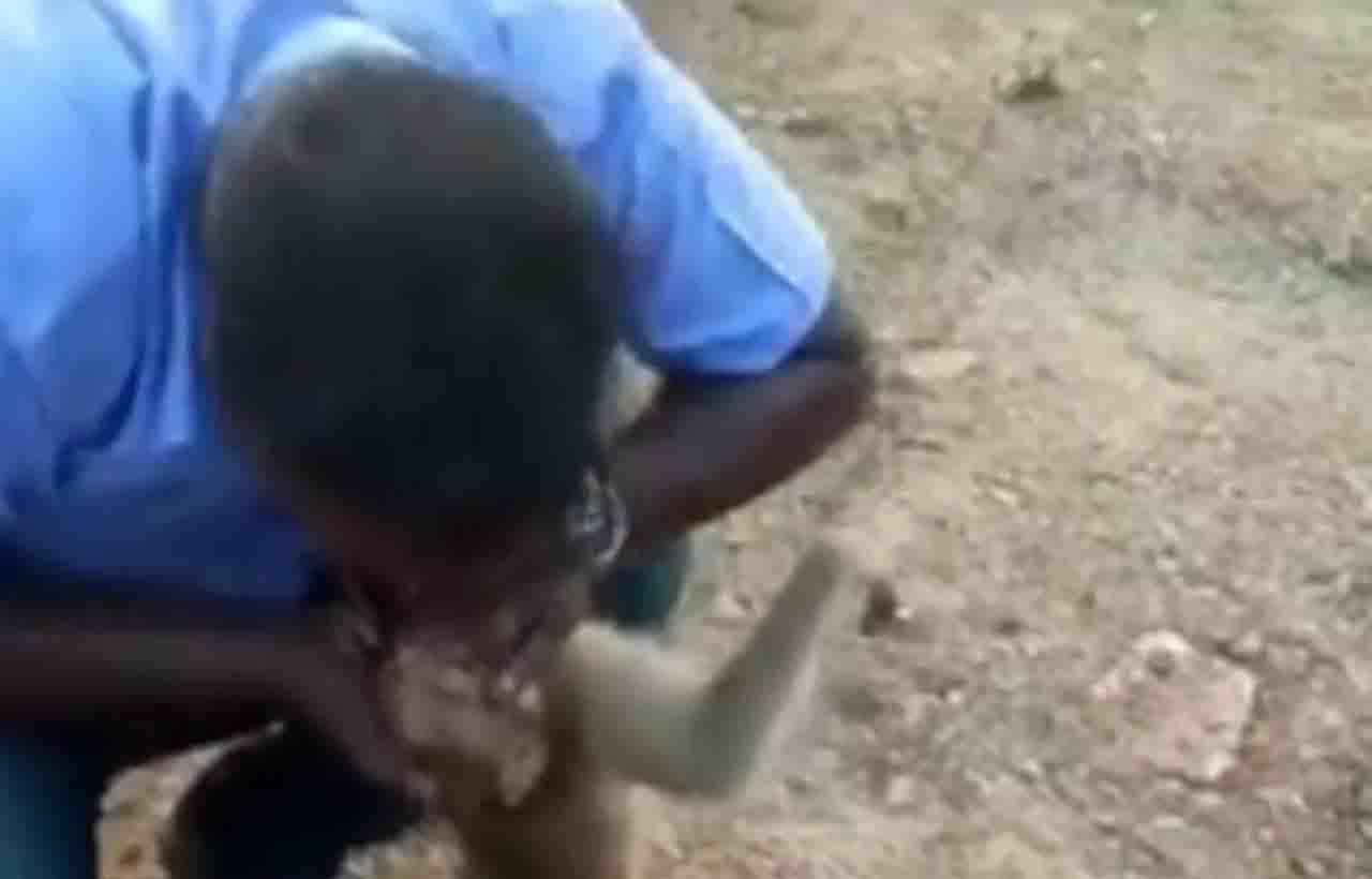 Viral Video: মুখ থেকে অক্সিজেন দিয়ে অচেতন বাঁদরের প্রাণ বাঁচালেন, রাতারাতি নেটপাড়ার 'নয়নমণি' এই গাড়িচালক