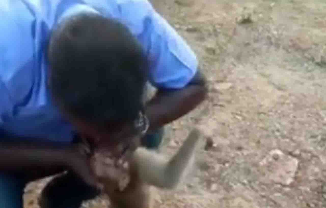 Viral Video: মুখ থেকে অক্সিজেন দিয়ে অচেতন বাঁদরের প্রাণ বাঁচালেন, রাতারাতি নেটপাড়ার 'নয়নমণি' এই গাড়িচালক Viral Video: মুখ থেকে অক্সিজেন দিয়ে অচেতন বাঁদরের প্রাণ বাঁচালেন, রাতারাতি নেটপাড়ার 'নয়নমণি' এই গাড়িচালক